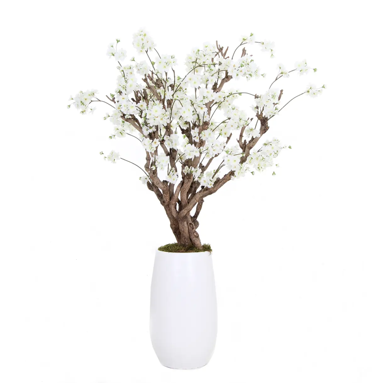 Witte fruitbloesemboom Elody zonder pot 140cm (2)