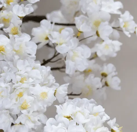 Witte fruitbloesemboom Elody zonder pot 140cm (3)