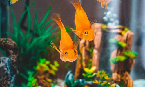 aquascape-in-gebruik