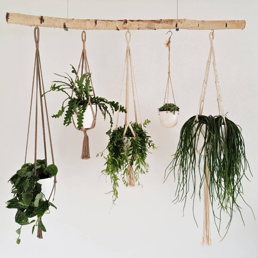 planten hanger berkenstam